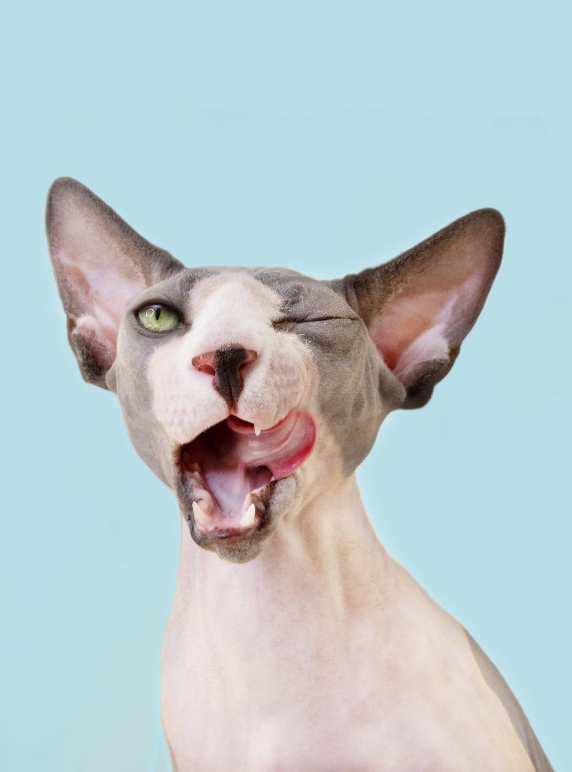 Alimentação para gatos Alimentação para gatos